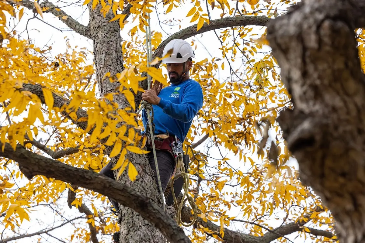 Skilled Tree Transplanting crew working in Prairie Home
