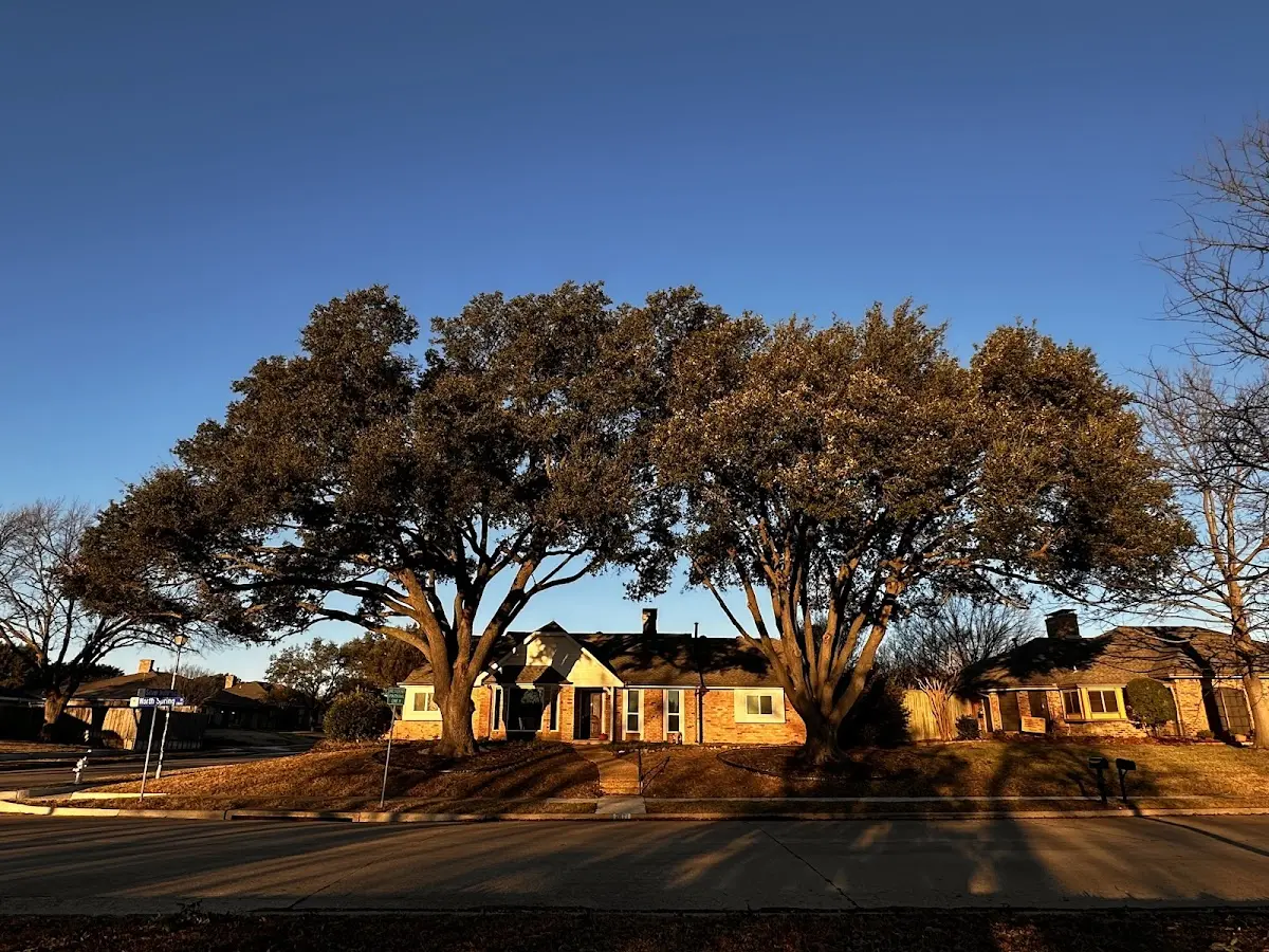 Established residential canopy tree shading a home in Prairie Home